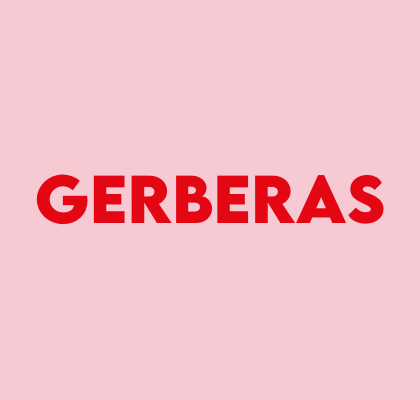 Gerberas